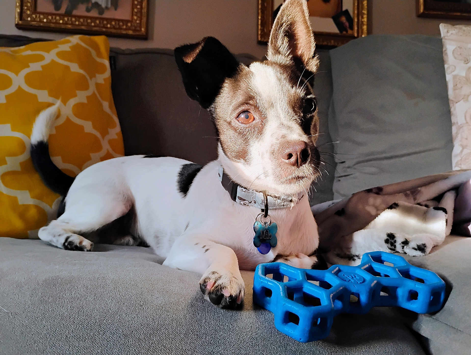 Milo is registered to the contest to win money with this photo: dog, pet, canine, couch, sofa, toy, blue_toy, collar, tag, paw, nose, face, portrait, living_room, pillow, blanket, sunlight, relaxed, black_and_white_coat, alert