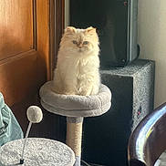 Gelato joined the competition — help win amazing prizes! blue_eyes, cat, cat_tree, cozy, cream_color, domestic_animal, feline, fluffy_cat, fur, furniture, gray, household_items, indoor, looking_at_camera, pet, sitting, speaker, toy_ball, whiskers, wooden_door