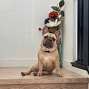 Dougie joined the competition — help win amazing prizes! dog, french_bulldog, pet, indoor, stairs, wooden_floor, flower_vase, decor, white_wall, curious, sitting, animal, canine, ears, collar, paw, portrait, home, cute, companion