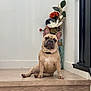 dog, french_bulldog, pet, indoor, stairs, wooden_floor, flower_vase, decor, white_wall, curious, sitting, animal, canine, ears, collar, paw, portrait, home, cute, companion