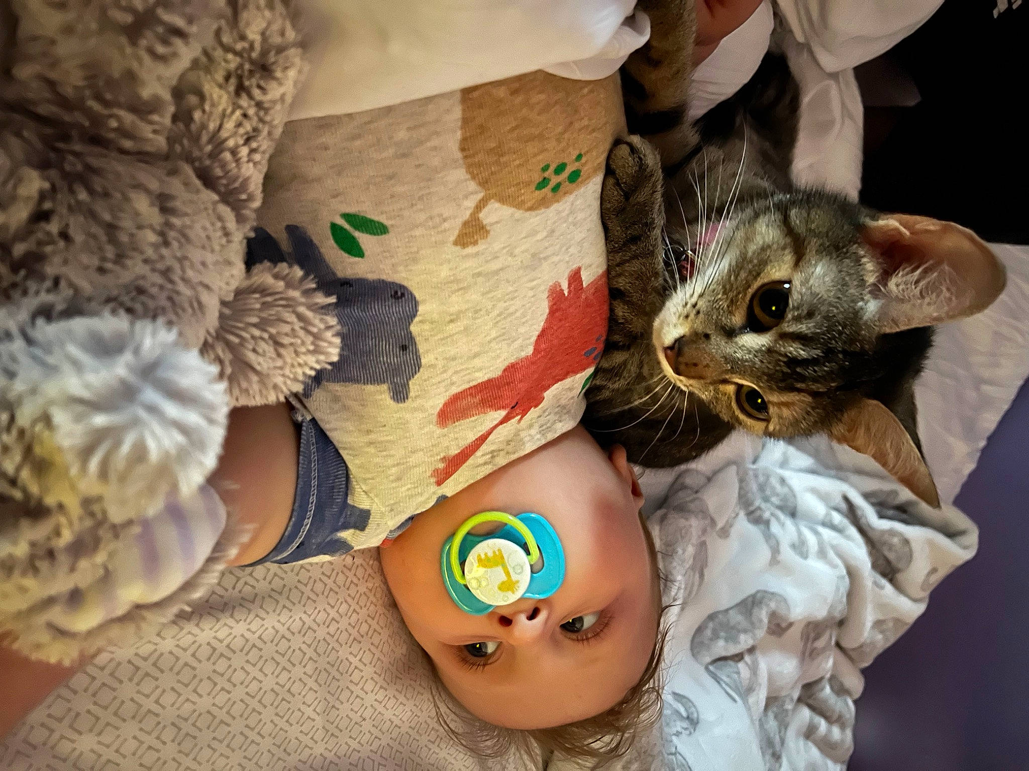 Luka is registered to the contest to win money with this photo: abdomen, bracelet, carnivore, cat, child, comfort, domestic_short_haired_cat, fashion_accessory, felidae, fur, jewellery, linens, nail, pattern, person, plush, small_to_medium_sized_cats, stuffed_toy, tail, toy