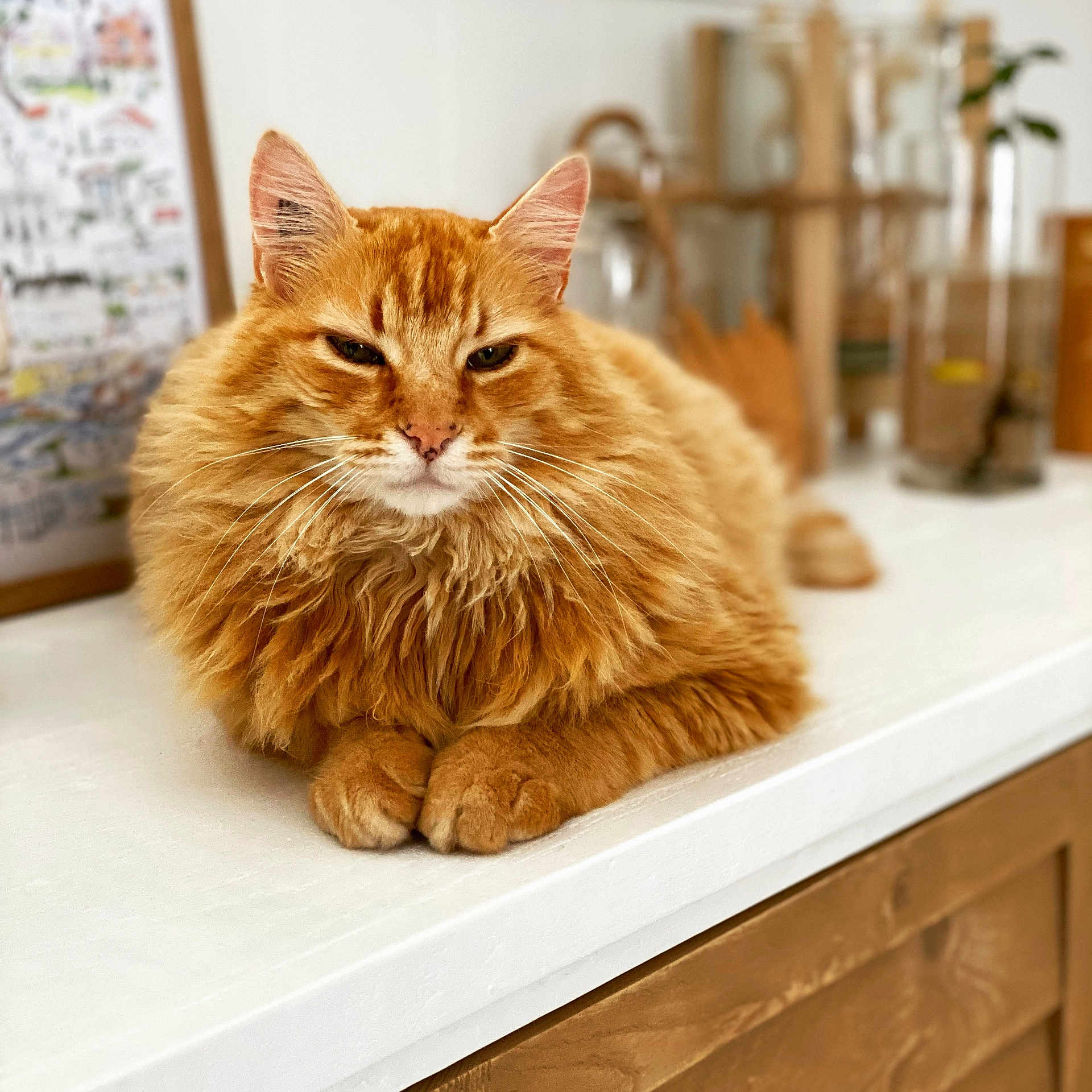 Léo participe au concours pour gagner de l'argent avec cette photo : cat, orange_cat, fluffy, indoor, pet, animal, feline, whiskers, paws, countertop, household, relaxed, resting, fur, closeup, domestic_cat, portrait, cute, tabby, mammal