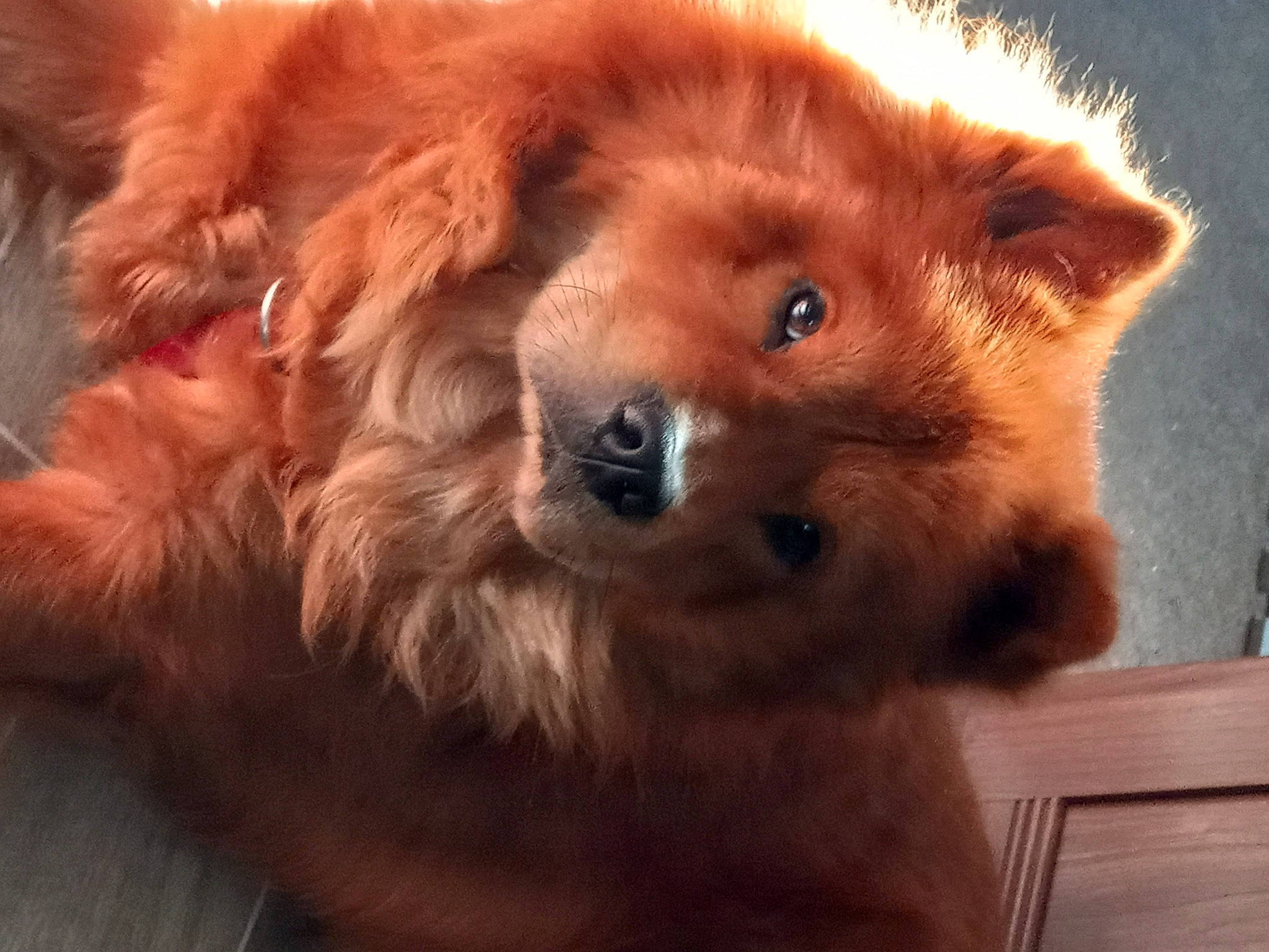 Zeus joined the competition — help win amazing prizes! canidae, carnivore, companion_dog, dog, dog_breed, ear, fawn, fur, german_spitz, german_spitz_mittel, giant_dog_breed, head, liver, natural_material, snout, spitz, sporting_group, terrestrial_animal, whiskers, working_animal