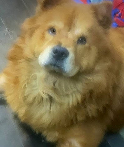 Zeus is registered to the contest to win money with this photo: ancient_dog_breeds, canidae, carnivore, companion_dog, dog, dog_breed, fawn, firefighter, fur, german_spitz, liver, non_sporting_group, puppy, smile, snout, sporting_group, terrestrial_animal, whiskers, working_animal, working_dog