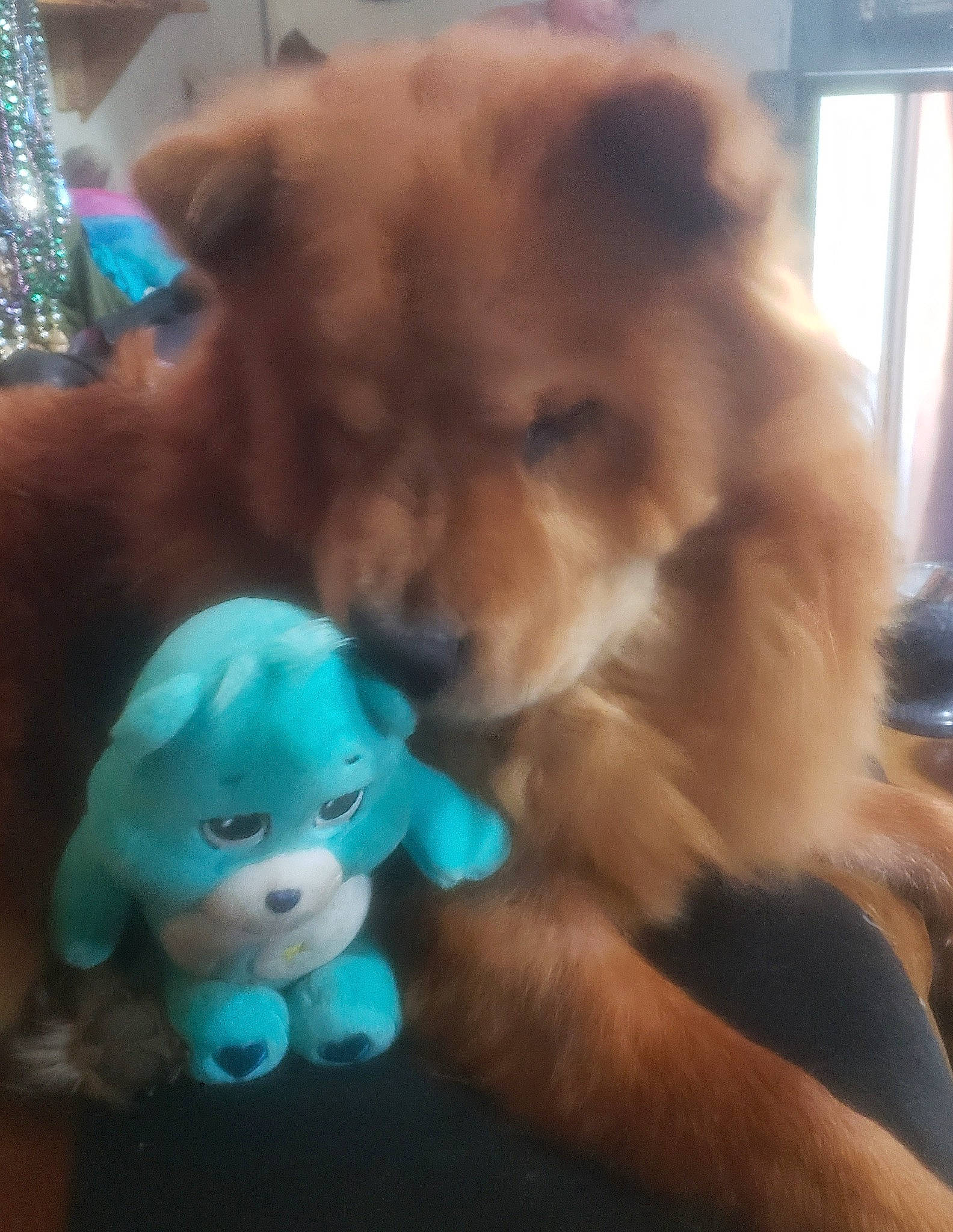 Zeus is registered to the contest to win money with this photo: canidae, carnivore, cloud, companion_dog, dog, dog_breed, dog_supply, doll, fawn, fur, paw, pomeranian, spitz, stuffed_toy, tail, toy, toy_dog, whiskers, wig, working_animal