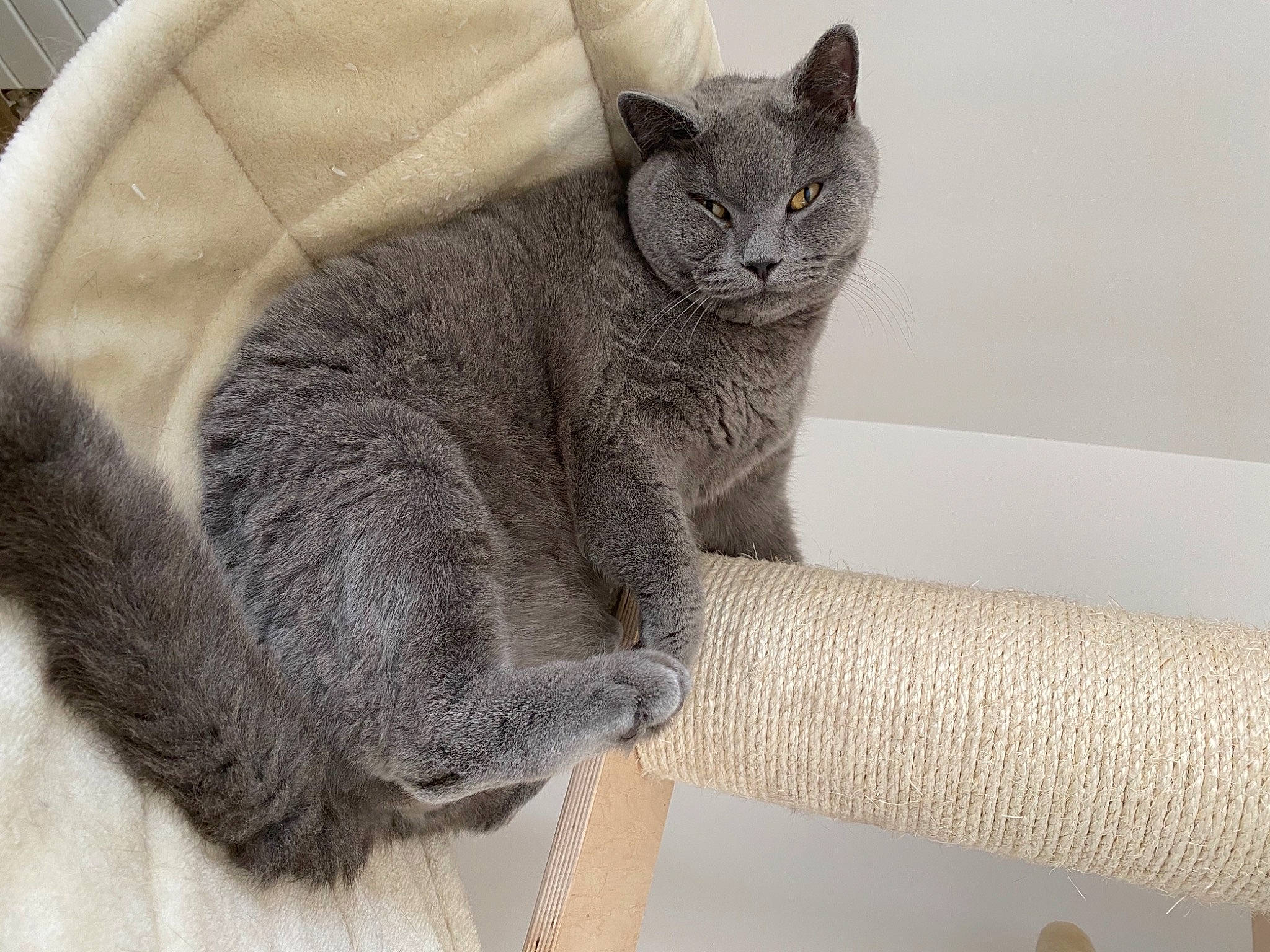 Milow a rejoint le concours — aidez-le/la à gagner de superbes lots ! carnivore, cat, cat_bed, cat_supply, comfort, domestic_short_haired_cat, felidae, fur, grey, russian_blue, sitting, small_to_medium_sized_cats, snout, tail, terrestrial_animal, whiskers, window