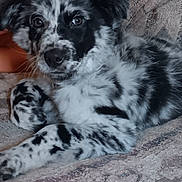 Cookie joined the competition — help win amazing prizes! puppy, dog, black_and_white, speckled, fur, pet, animal, cute, laying_down, blanket, indoor, close_up, face, eyes, whiskers, snout, paw, fur_pattern, resting, young