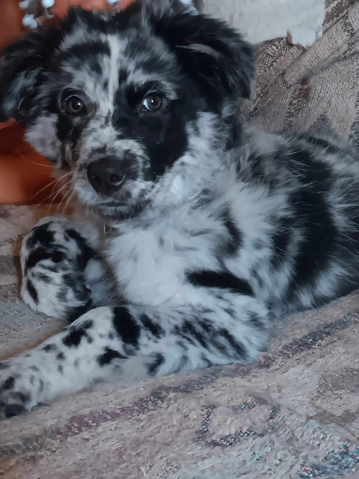 Cookie joined the competition — help win amazing prizes! puppy, dog, black_and_white, speckled, fur, pet, animal, cute, laying_down, blanket, indoor, close_up, face, eyes, whiskers, snout, paw, fur_pattern, resting, young