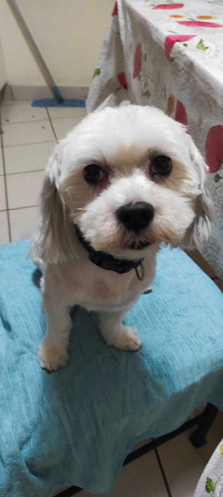 Gamin a rejoint le concours — aidez-le/la à gagner de superbes lots ! dog, white_dog, pet, indoor, chair, blue_cloth, tablecloth, floor_tiles, kitchen, cute, animal, fur, collar, small_dog, domestic, companion, looking_up, close_up, home, curious