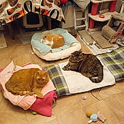 Tom a rejoint le concours — aidez-le/la à gagner de superbes lots ! cat, orange_cat, tabby_cat, blanket, cushion, floor, cat_bed, scratching_post, toy, indoor, pet, animal, relaxing, feline, cozy, plaid_pattern, tiled_floor, household, resting, fur