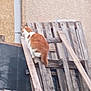 Sandrine Lemoine participe au concours pour gagner de l'argent avec cette photo : cat, animal, outdoor, wood, pallet, climbing, ginger_cat, fur, tail, wall, texture, nature, pet, side_view, feline, garden, adventure, curious, rustic, background