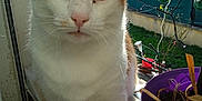 Sandrine Lemoine participe au concours pour gagner de l'argent avec cette photo : animal, background, cat, close_up, daylight, ears, face, fur, garden, green_lights, house, indoor, natural_light, orange_and_white, pet, plant_pot, tail, whiskers, window, windowsill