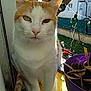 animal, background, cat, close_up, daylight, ears, face, fur, garden, green_lights, house, indoor, natural_light, orange_and_white, pet, plant_pot, tail, whiskers, window, windowsill