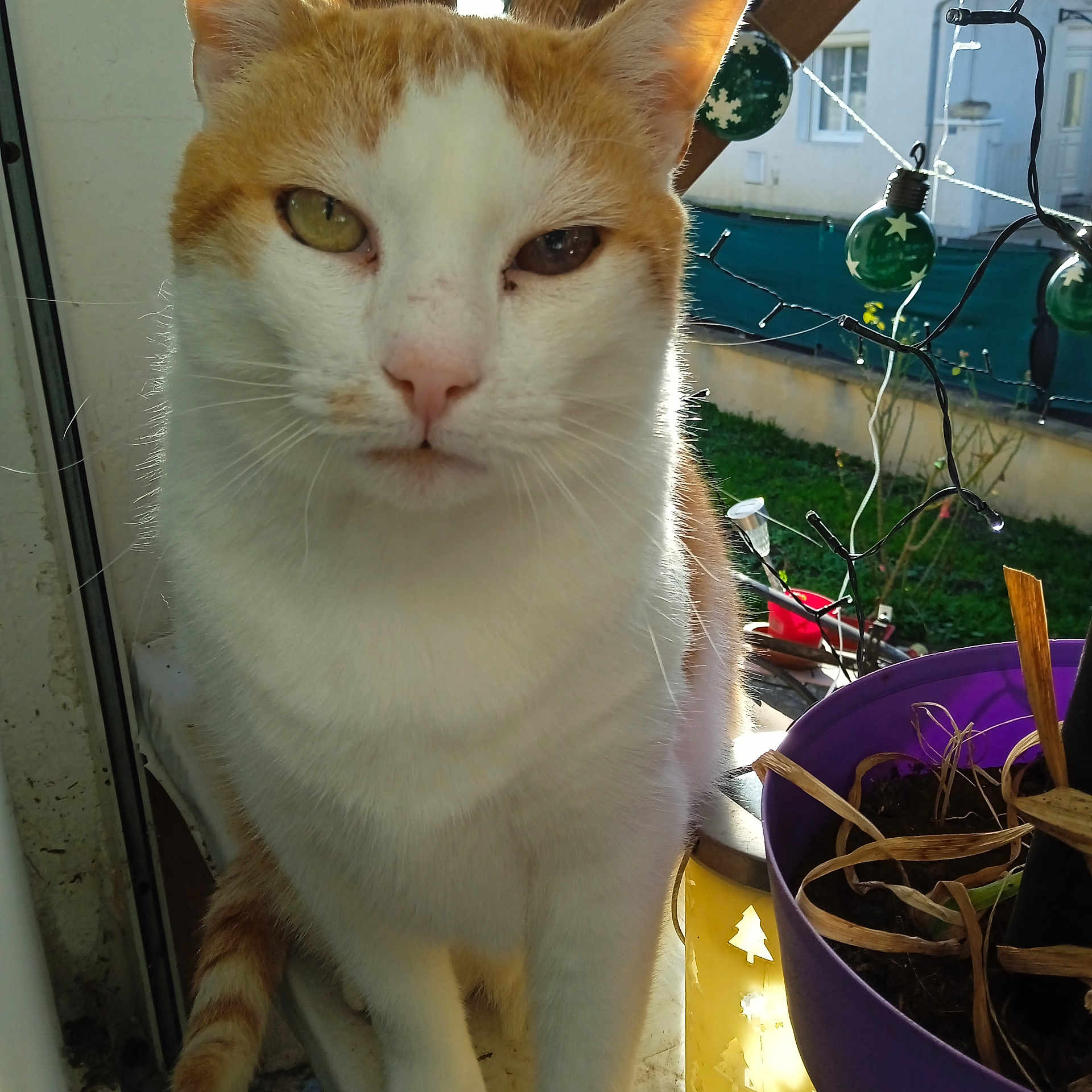 Sandrine Lemoine participe au concours pour gagner de l'argent avec cette photo : animal, background, cat, close_up, daylight, ears, face, fur, garden, green_lights, house, indoor, natural_light, orange_and_white, pet, plant_pot, tail, whiskers, window, windowsill
