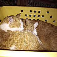 Sandrine Lemoine a rejoint le concours — aidez-le/la à gagner de superbes lots ! cat, cats, sleeping, snuggling, laundry_basket, yellow, fur, pet, domestic_animal, indoor, close_up, two_animals, cute, resting, cozy, whiskers, animal_pair, relaxing, feline, curled_up