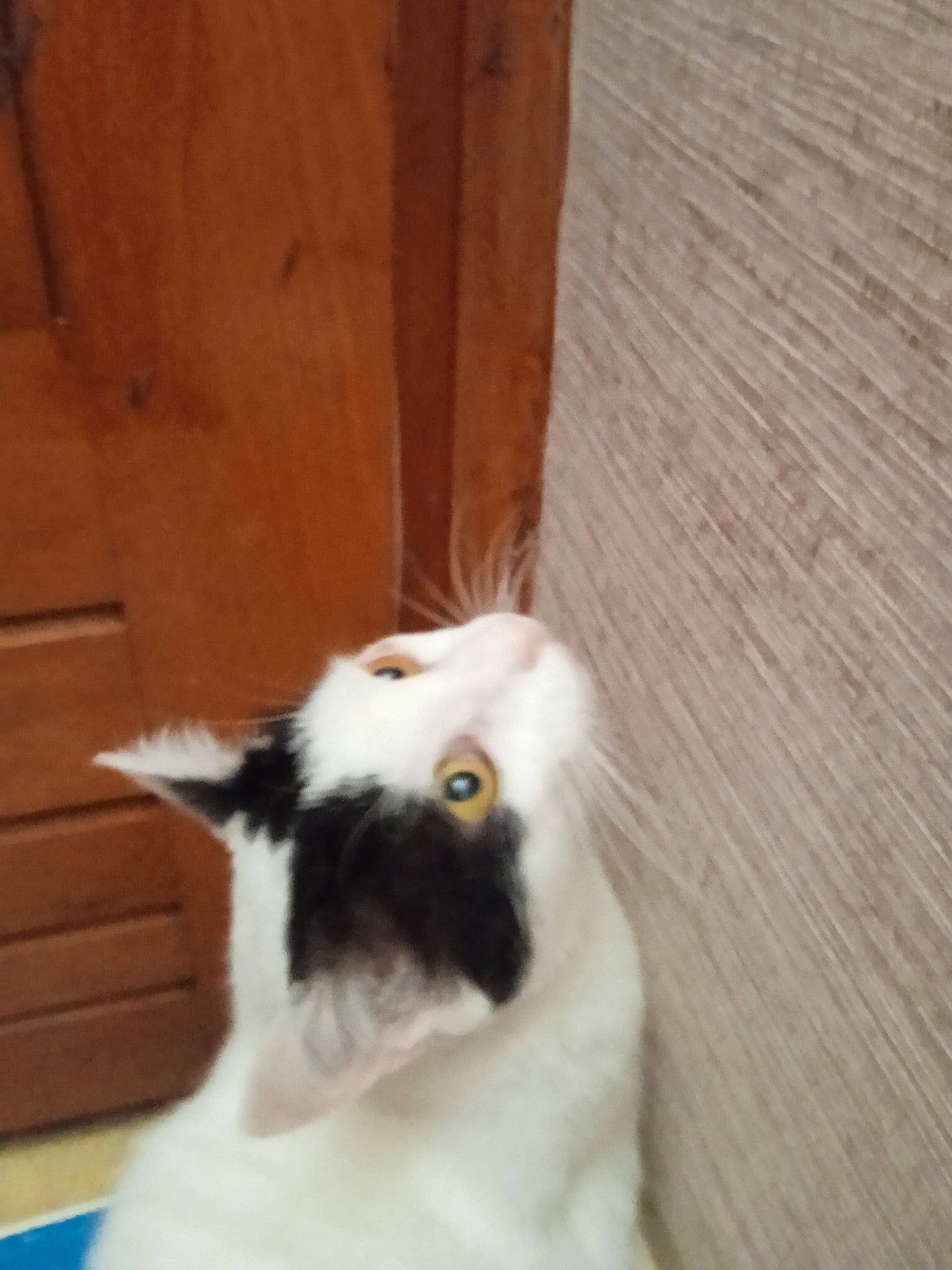 Lili a rejoint le concours — aidez-le/la à gagner de superbes lots ! canidae, carnivore, cat, companion_dog, dog_breed, door, felidae, flooring, fur, hardwood, plank, small_to_medium_sized_cats, snout, sporting_group, tail, terrestrial_animal, whiskers, wood, wood_stain