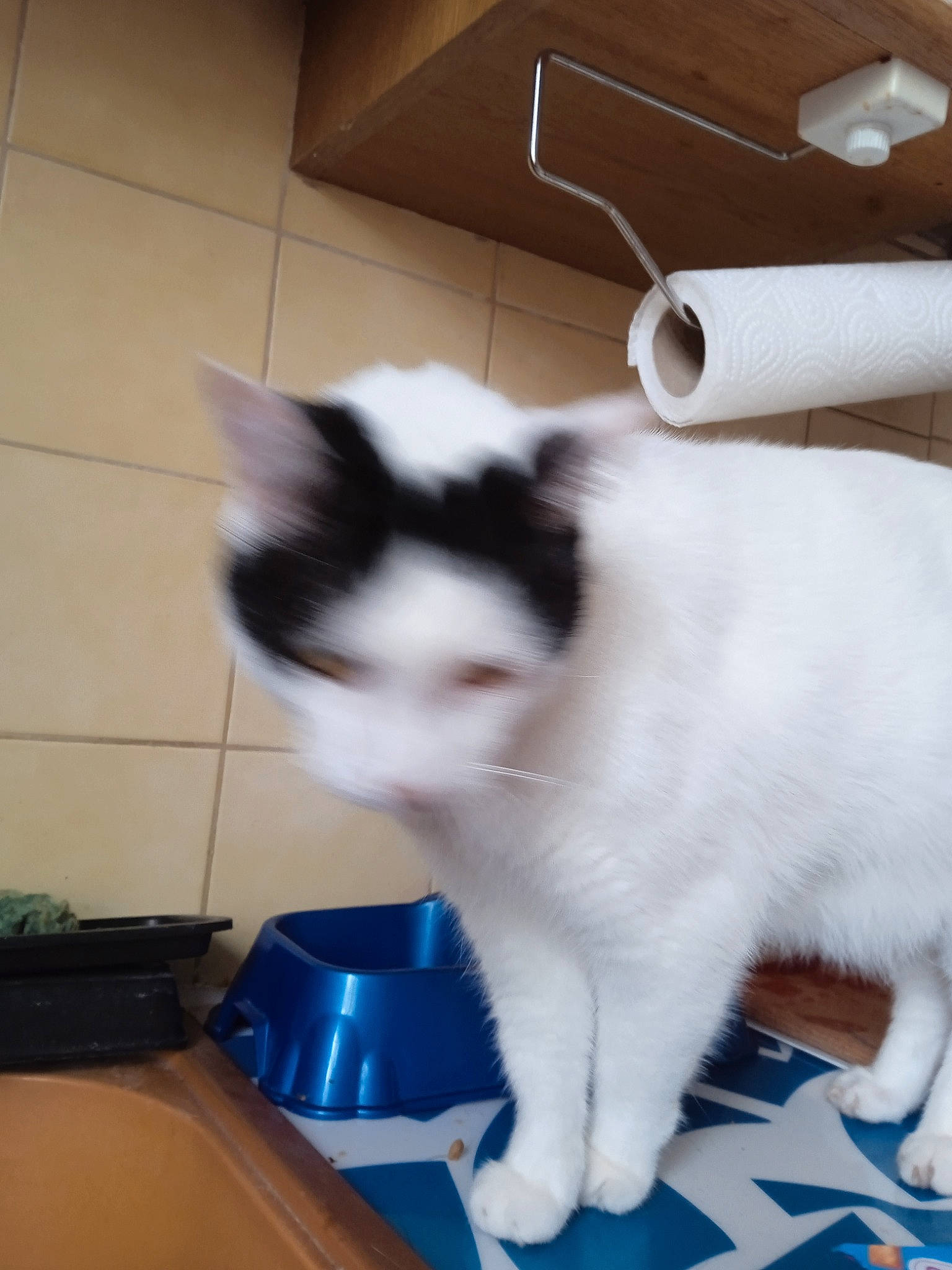 Lili participe au concours pour gagner de l'argent avec cette photo : cardboard, carnivore, cat, cat_supply, claw, domestic_short_haired_cat, felidae, flooring, fur, home_appliance, household_supply, paper_product, paper_towel, paw, pet_supply, small_to_medium_sized_cats, snout, tail, tissue_paper, whiskers