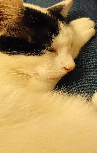 Lili a rejoint le concours — aidez-le/la à gagner de superbes lots ! carnivore, cat, domestic_short_haired_cat, felidae, fur, paw, small_to_medium_sized_cats, tail, whiskers, window