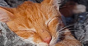 Bloom joined the competition — help win amazing prizes! cat, kitten, orange_cat, white_paw, sleeping, sleepy, resting, curled_up, whiskers, ears, closed_eyes, fur, pet, animal, blanket, gray_blanket, cozy, indoors, close_up, portrait