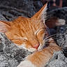 cat, kitten, orange_cat, white_paw, sleeping, sleepy, resting, curled_up, whiskers, ears, closed_eyes, fur, pet, animal, blanket, gray_blanket, cozy, indoors, close_up, portrait