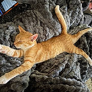 Bloom is registered to the contest to win money with this photo: cat, orange_cat, white_paws, tabby, sleeping, relaxed, stretching, lying_down, fluffy_blanket, gray_blanket, indoors, pet, animal, feline, whiskers, pink_nose, tail, cozy, couch, smartphone