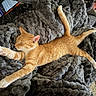 cat, orange_cat, white_paws, tabby, sleeping, relaxed, stretching, lying_down, fluffy_blanket, gray_blanket, indoors, pet, animal, feline, whiskers, pink_nose, tail, cozy, couch, smartphone