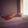 Bloom is registered to the contest to win money with this photo: cat, orange_cat, sleeping, pet, animal, feline, mammal, whiskers, ears, closed_eyes, relaxed, cozy, blanket, knitted_blanket, bed, indoors, window, sunlight, soft_light, resting