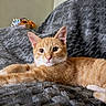 Bloom joined the competition — help win amazing prizes! cat, ginger_cat, orange_cat, pet, feline, animal, portrait, close_up, whiskers, ears, eyes, nose, lying_down, relaxed, cozy, blanket, gray_blanket, indoors, home, cute