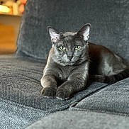 Smokey joined the competition — help win amazing prizes! cat, gray_cat, pet, feline, green_eyes, sofa, couch, indoor, furniture, relaxed, animal, mammal, domestic_animal, resting, portrait, close_up, texture, home, cozy, cute
