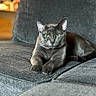 cat, gray_cat, pet, feline, green_eyes, sofa, couch, indoor, furniture, relaxed, animal, mammal, domestic_animal, resting, portrait, close_up, texture, home, cozy, cute