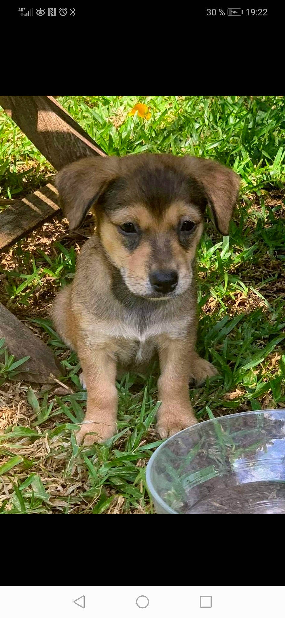 Gribouille participe au concours pour gagner de l'argent avec cette photo : canidae, carnivore, companion_dog, dog, dog_breed, fawn, mammal, potcake_dog, puppy, rare_breed_dog, snout, sporting_group, vertebrate