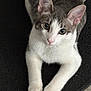 Milkshake is registered to the contest to win money with this photo: animal, cat, closeup, curious, cute, domestic_animal, ears, eyes, feline, floor, gray_fur, indoor, looking_up, lying_down, paws, pet, portrait, soft_fur, whiskers, white_fur