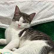 Milkshake joined the competition — help win amazing prizes! cat, feline, pet, domestic_cat, tabby, white_fur, grey_fur, pink_nose, whiskers, ears, green_blanket, patterned_pillow, bedding, lying_down, relaxed, indoor, portrait, looking_at_camera, eyes_open, paw