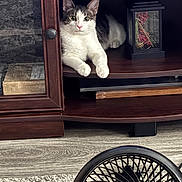 Milkshake joined the competition — help win amazing prizes! Honeywell, animal, black_fan, cat, cozy, curious, domestic_animal, fan, floor, furniture, home, indoor, looking, pet, relaxed, resting, rug, shelf, white_and_gray_cat, wooden_shelf