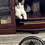 Honeywell, animal, black_fan, cat, cozy, curious, domestic_animal, fan, floor, furniture, home, indoor, looking, pet, relaxed, resting, rug, shelf, white_and_gray_cat, wooden_shelf