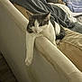 armrest, black_fur, blanket, cat, couch, cozy, feline, furniture, indoor, living_room, lounging, paw, pet, relaxed, sleepy, stare, tabby, upholstery, whiskers, white_fur