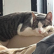 Milkshake is registered to the contest to win money with this photo: cat, gray_cat, white_cat, pet, indoor, window, cushion, resting, feline, animal, relaxed, fur, whiskers, ears, nose, paw, looking, light, home, cozy