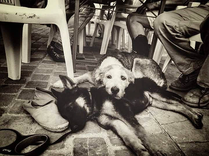 Akira participe au concours pour gagner de l'argent avec cette photo : black_and_white, canidae, carnivore, chair, companion_dog, dog, dog_breed, flooring, fun, monochrome, monochrome_photography, sidewalk, sitting, snapshot, sporting_group, stock_photography, street, style, white, working_animal
