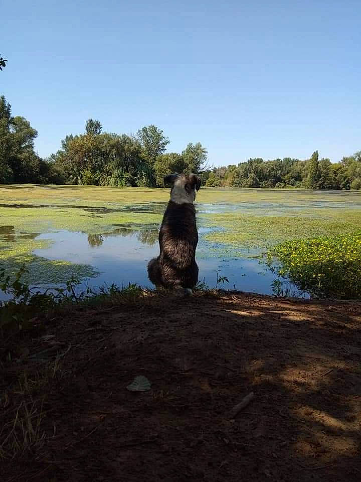 Akira participe au concours pour gagner de l'argent avec cette photo : art, fawn, grass, grassland, lacustrine_plain, lake, landscape, lawn, leisure, natural_landscape, pasture, plant, sculpture, sky, sporting_group, tree, trunk, water, watercourse, wildlife
