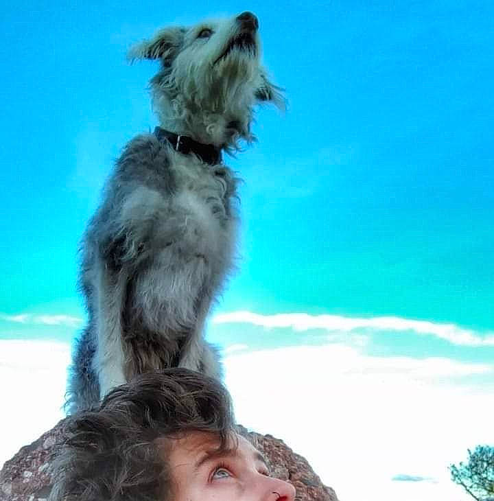 Akira participe au concours pour gagner de l'argent avec cette photo : beach, carnivore, cloud, companion_dog, dog, dog_breed, dog_supply, fun, fur, gesture, happy, herding_dog, landscape, leisure, ocean, sky, terrier, travel, water, working_dog