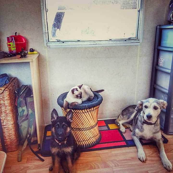 Timon Et Poumba participe au concours pour gagner de l'argent avec cette photo : bag, carnivore, cloud, companion_dog, dog, dog_breed, fawn, felidae, floor, flooring, luggage_and_bags, morning, small_to_medium_sized_cats, snapshot, snout, sporting_group, toy, whiteboard, wood, working_animal