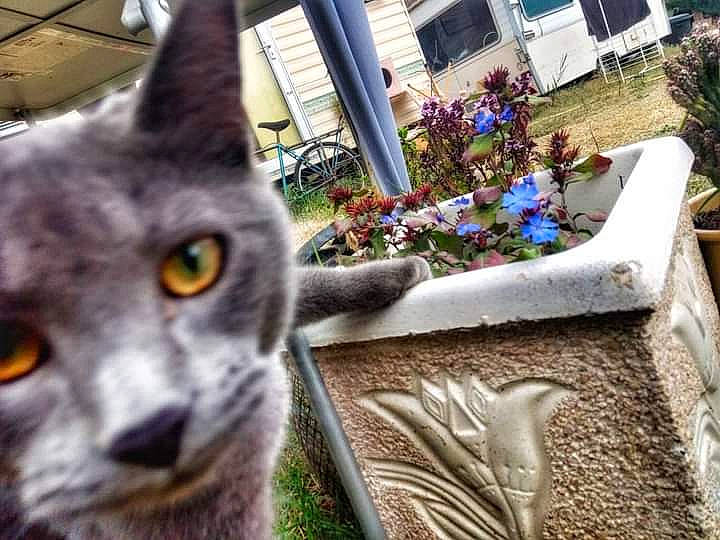 Timon Et Poumba participe au concours pour gagner de l'argent avec cette photo : art, building, carnivore, cat, domestic_short_haired_cat, felidae, fur, garden, grass, lawn_ornament, plant, small_to_medium_sized_cats, snout, terrestrial_animal, tree, visual_arts, whiskers, wildlife, window, wood