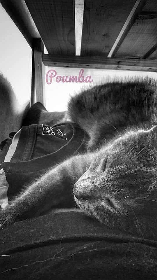 Timon Et Poumba a rejoint le concours — aidez-le/la à gagner de superbes lots ! carnivore, cat, cloud, comfort, darkness, domestic_short_haired_cat, felidae, fur, grey, human_leg, mammal, monochrome, monochrome_photography, room, small_to_medium_sized_cats, snout, sporting_group, tail, vertebrate, whiskers