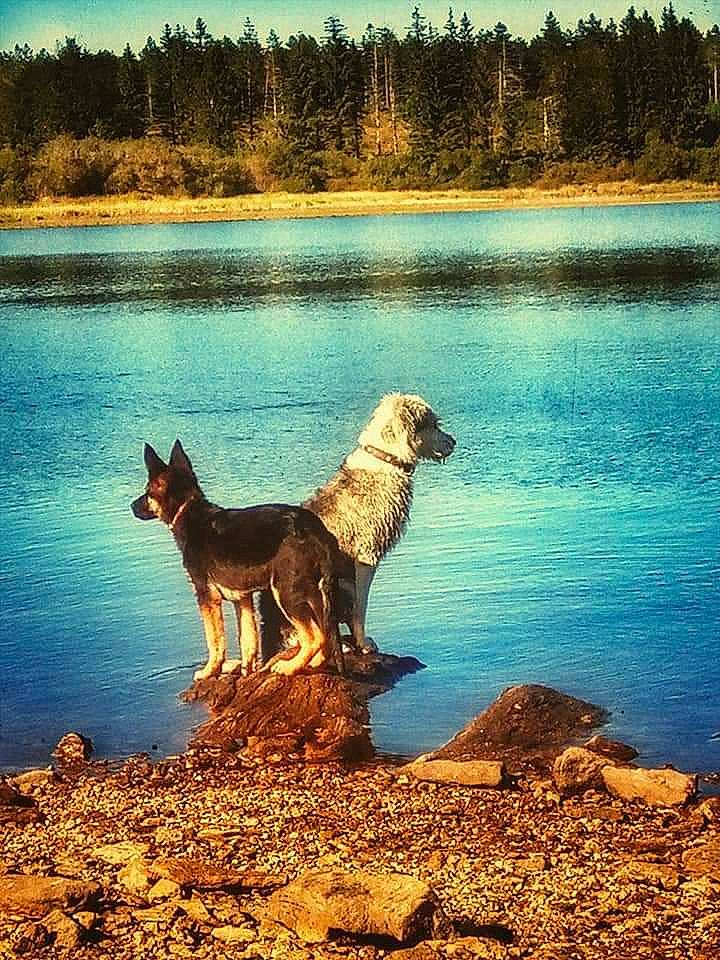 Ptiloup participe au concours pour gagner de l'argent avec cette photo : calm, carnivore, companion_dog, dog, dog_breed, fawn, horizon, lake, landscape, light, morning, natural_landscape, nature, sky, summer, sunlight, tree, water, water_resources, wood