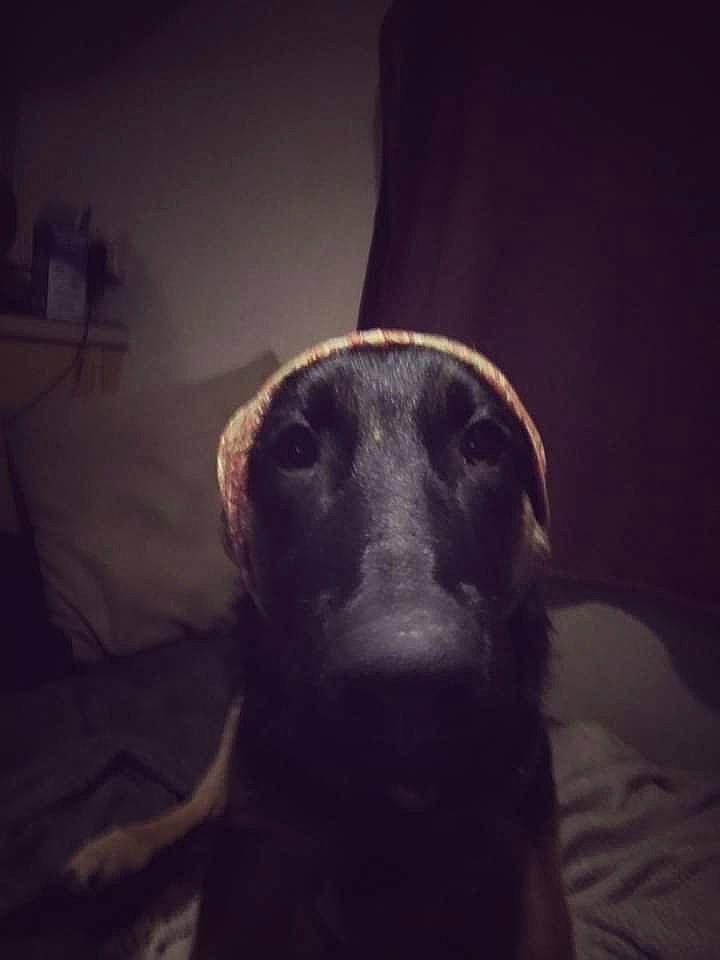 Ptiloup participe au concours pour gagner de l'argent avec cette photo : art, canidae, carnivore, cloud, companion_dog, darkness, dog, dog_breed, electric_blue, eye, fur, jaw, metal, meteorological_phenomenon, sky, snout, sporting_group, terrestrial_animal, tints_and_shades, whiskers