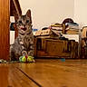 animal, bookcase, books, cat, colorful_toy, furniture, home, indoor, kitten, meowing, pet, portrait, sitting, striped_fur, tabby, toy, warm_lighting, whiskers, wide_eyes, wooden_floor