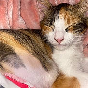 Poupee participe au concours pour gagner de l'argent avec cette photo : cat, calico, sleeping, pet, fur, whiskers, pink_blanket, cozy, resting, cute, animal, closeup, domestic_cat, soft, indoor, relaxing, feline, mammal, nap, peaceful
