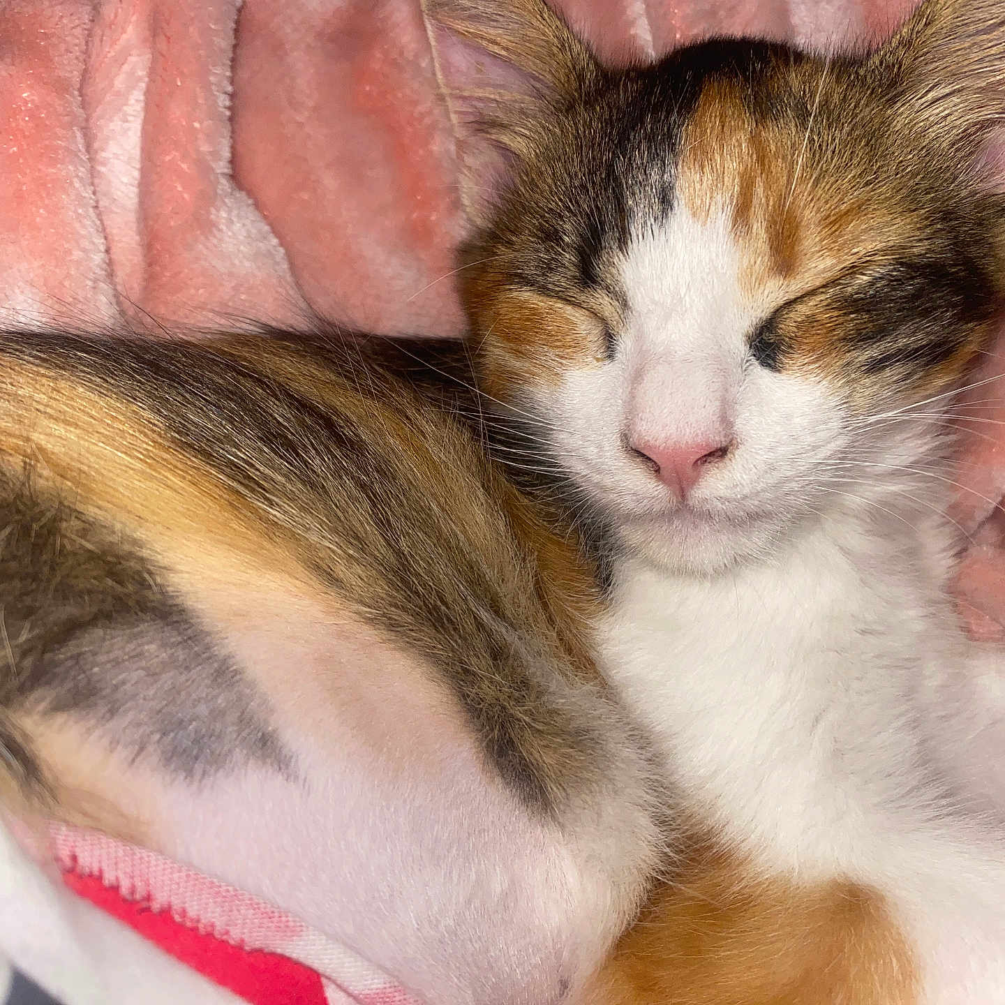 Poupee participe au concours pour gagner de l'argent avec cette photo : animal, calico, cat, closeup, cozy, cute, domestic_cat, feline, fur, indoor, mammal, nap, peaceful, pet, pink_blanket, relaxing, resting, sleeping, soft, whiskers