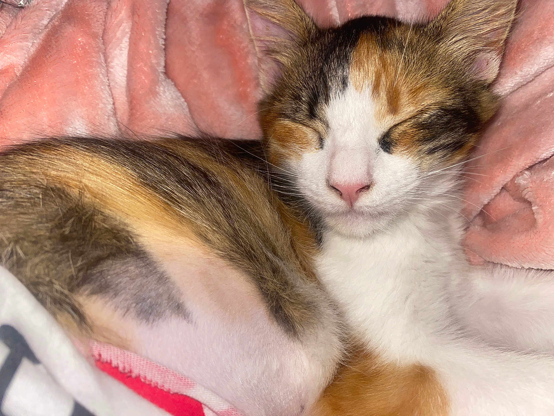 Poupee participe au concours pour gagner de l'argent avec cette photo : cat, calico, sleeping, pet, fur, whiskers, pink_blanket, cozy, resting, cute, animal, closeup, domestic_cat, soft, indoor, relaxing, feline, mammal, nap, peaceful