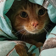 Oz Gross joined the competition — help win amazing prizes! cat, orange_cat, whiskers, blanket, cozy, curious, indoor, pet, animal, fur, face, eyes, nose, hide, comfort, soft, closeup, cute, resting, warm